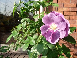 薔薇の館に・・・