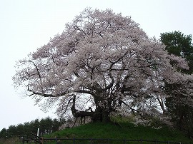 発知（ほっち）のひがんざくら