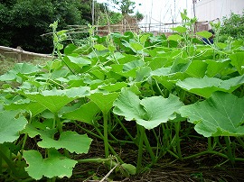 元気野菜の育て方 元気野菜の育て方