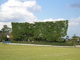 築地(ついじ)松 築地(ついじ)松