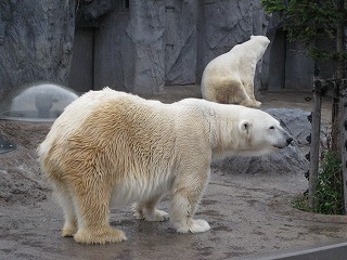 旭山動物園の北極クマ