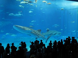 沖縄美ら海水族館